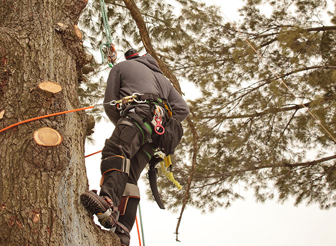 Arboraxepert employee trimming a tree